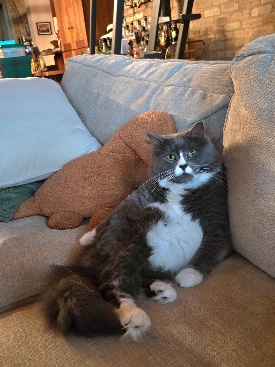 Zuko the cat